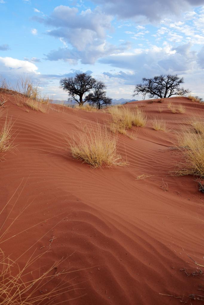 Désert du Namib [Namibie] - 2021