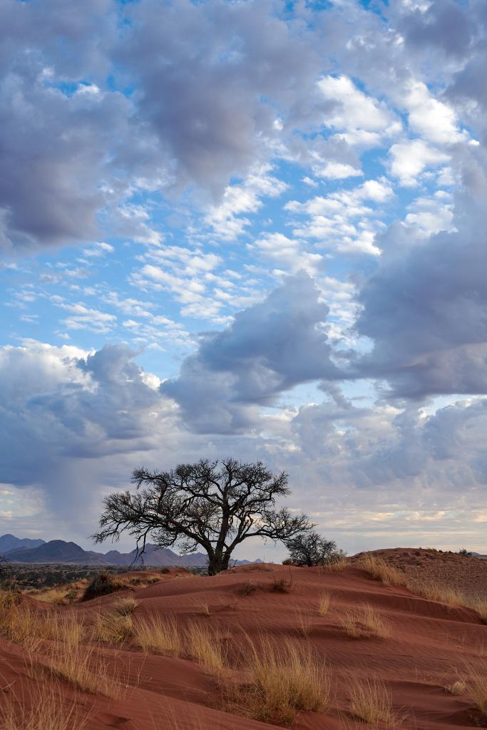 Désert du Namib [Namibie] - 2021