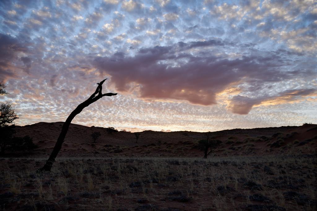 Désert du Namib [Namibie] - 2021