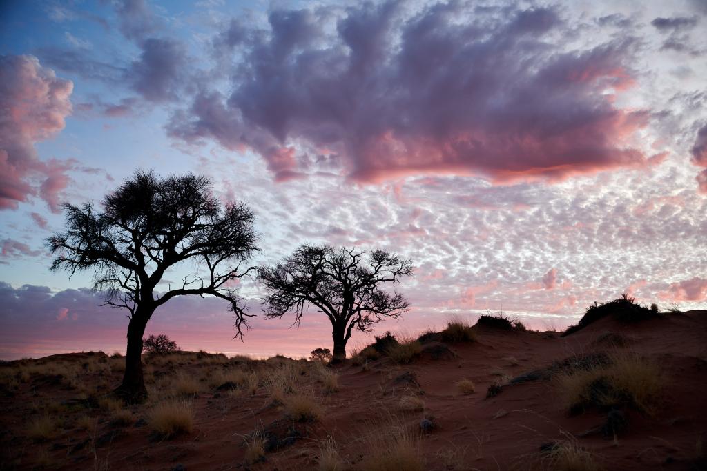 Désert du Namib [Namibie] - 2021