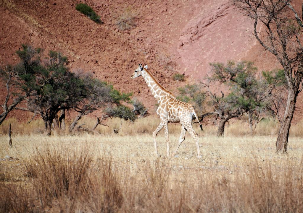 Désert du Namib [Namibie] - 2021