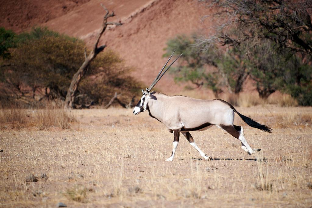 Désert du Namib [Namibie] - 2021