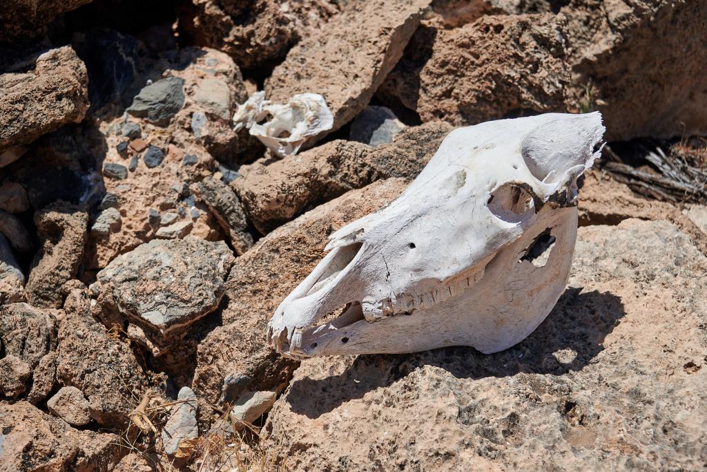 Zebra Park, désert du Naukluft [Namibie] - 2021