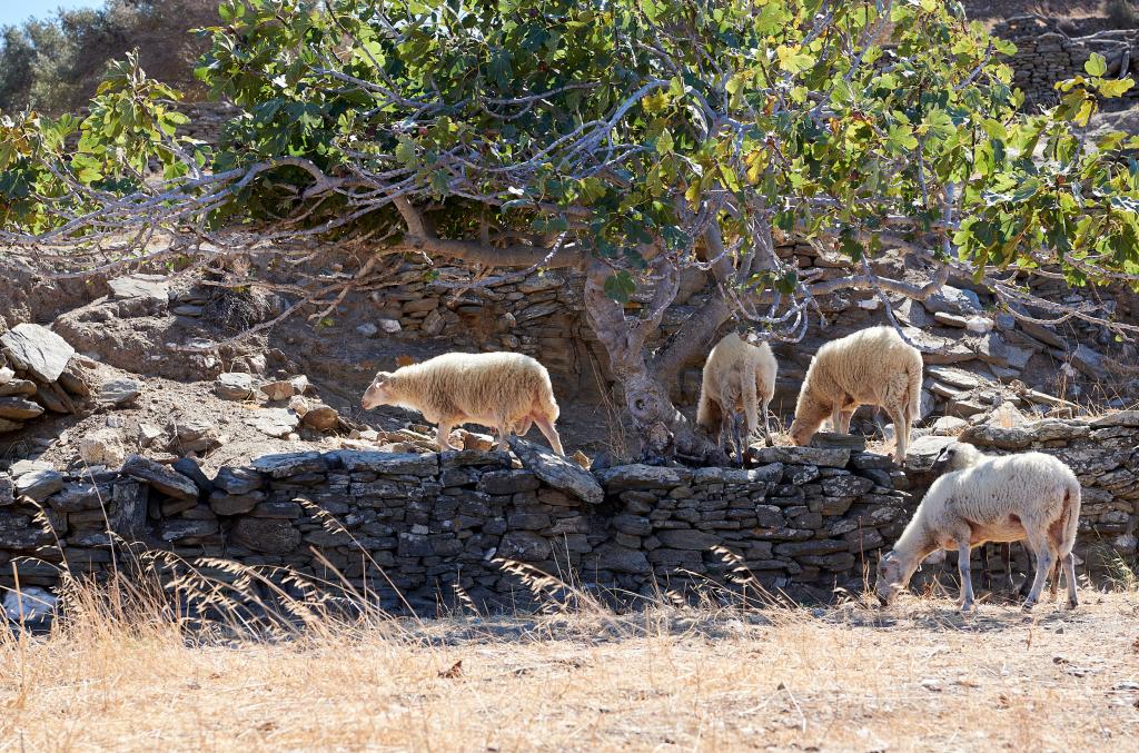 Sifnos - 2020 