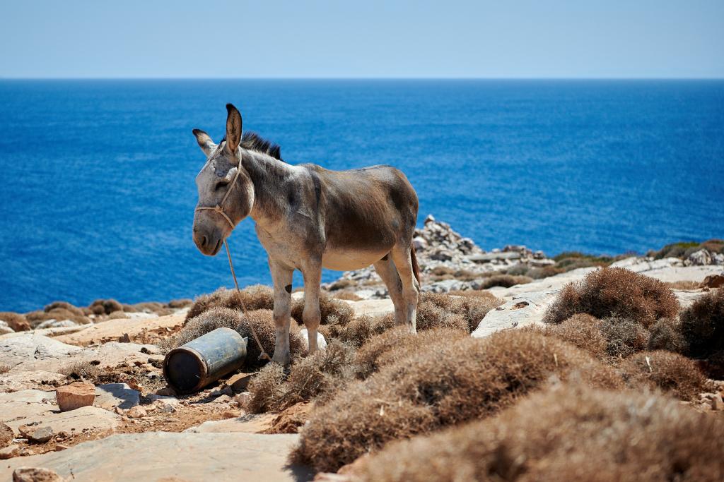 Près d'Agios Sostis, Sifnos - 2020 