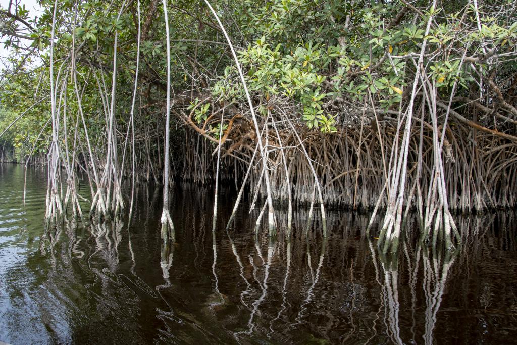 Palétuviers sur la lagune [Bénin] - 2018