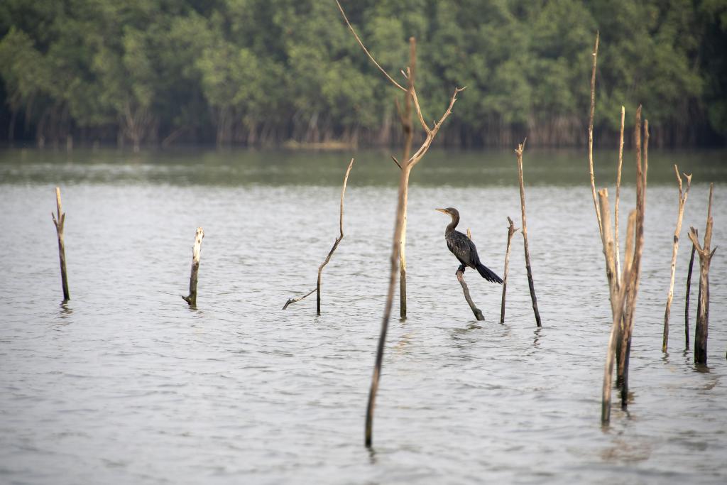 Petit matin sur le lac Ahémé, Bopa [Bénin] - 2018