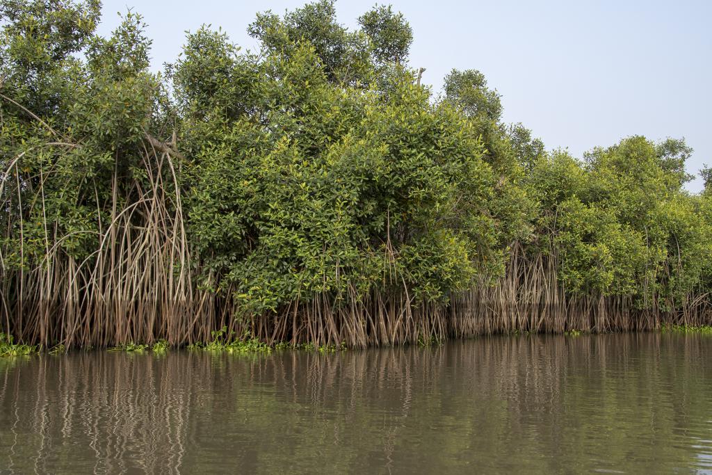 Palétuviers sur le lac Nokoué, vers les Aguégués [Bénin] - 2018