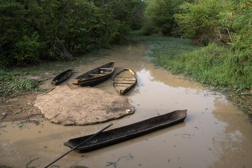 Forêt marécageuse de Lokoli [Bénin] - 2018