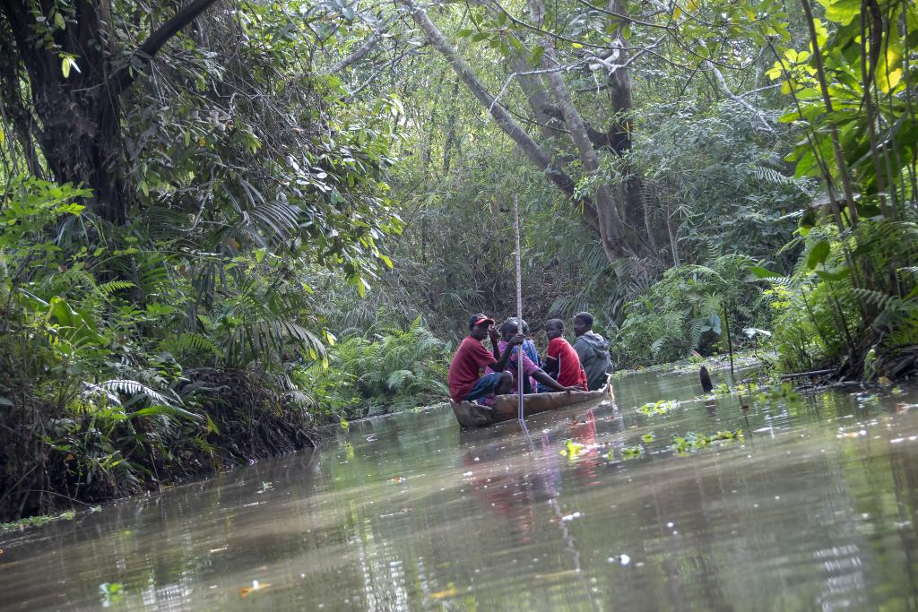 Forêt marécageuse de Lokoli [Bénin] - 2018