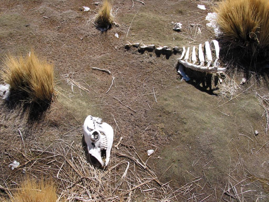 Désert du Tatio [Bolivie] - 2005