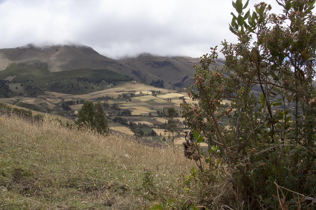 Sur les pentes du volcan Culbiche [Equateur] - 2015