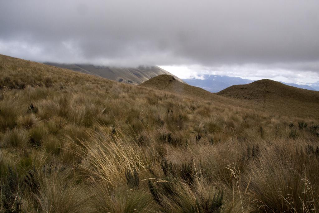 Sur les pentes du volcan Culbiche [Equateur] - 2015