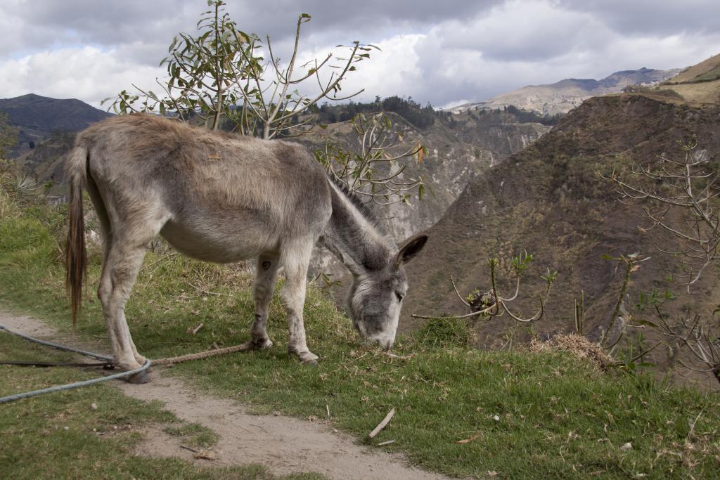 Isinlivi-Chugchilan [Equateur] - 2015