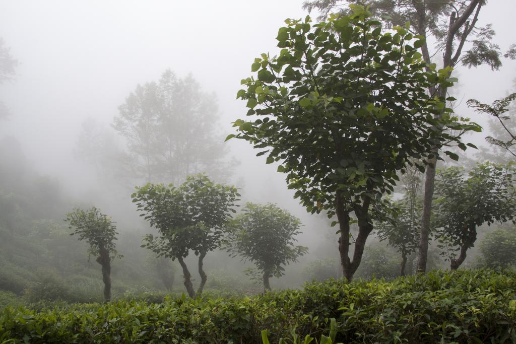 Théiers dans les nuages, Nuwara Elya [Sri Lanka] - 2016