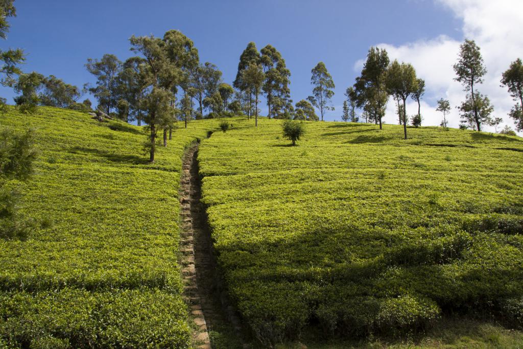 Nuwara Elya, plantations de thé [Sri Lanka] - 2016