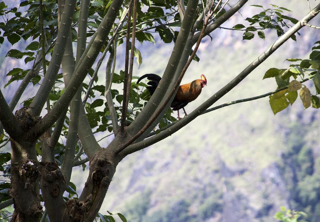 Un coq perché aux environs de Environs d'Ella [Sri Lanka] - 2016