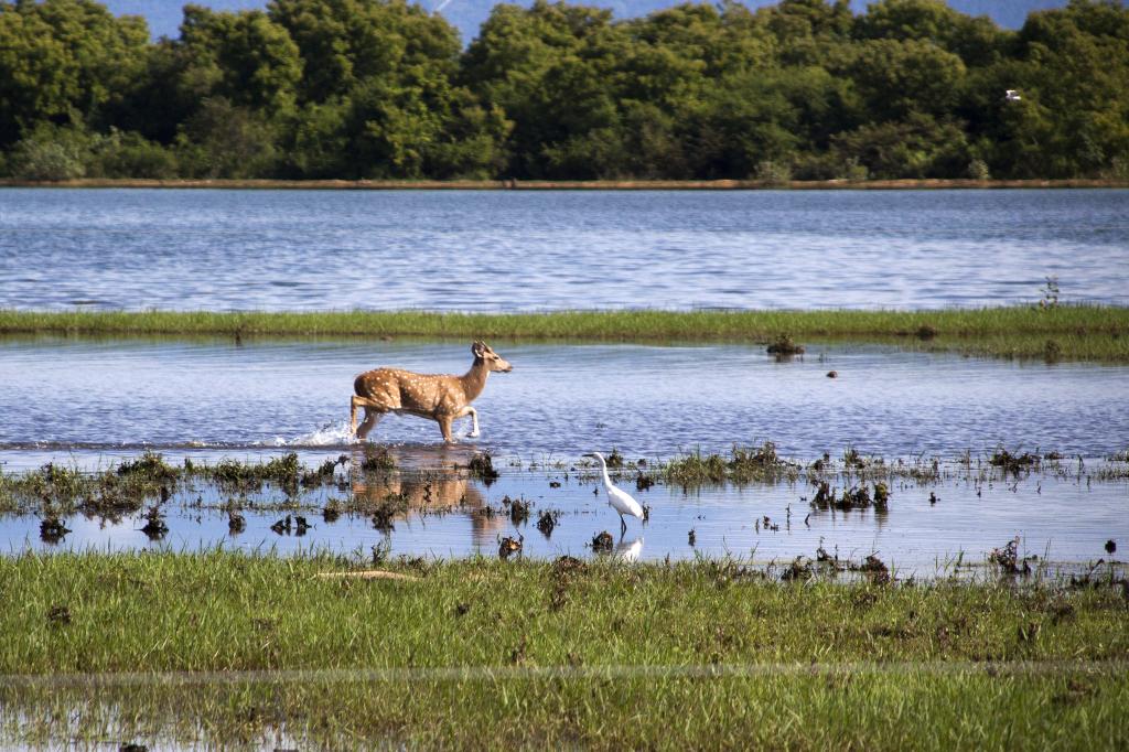 Daim et aigrettes, parc Udawale [Sri Lanka] - 2016