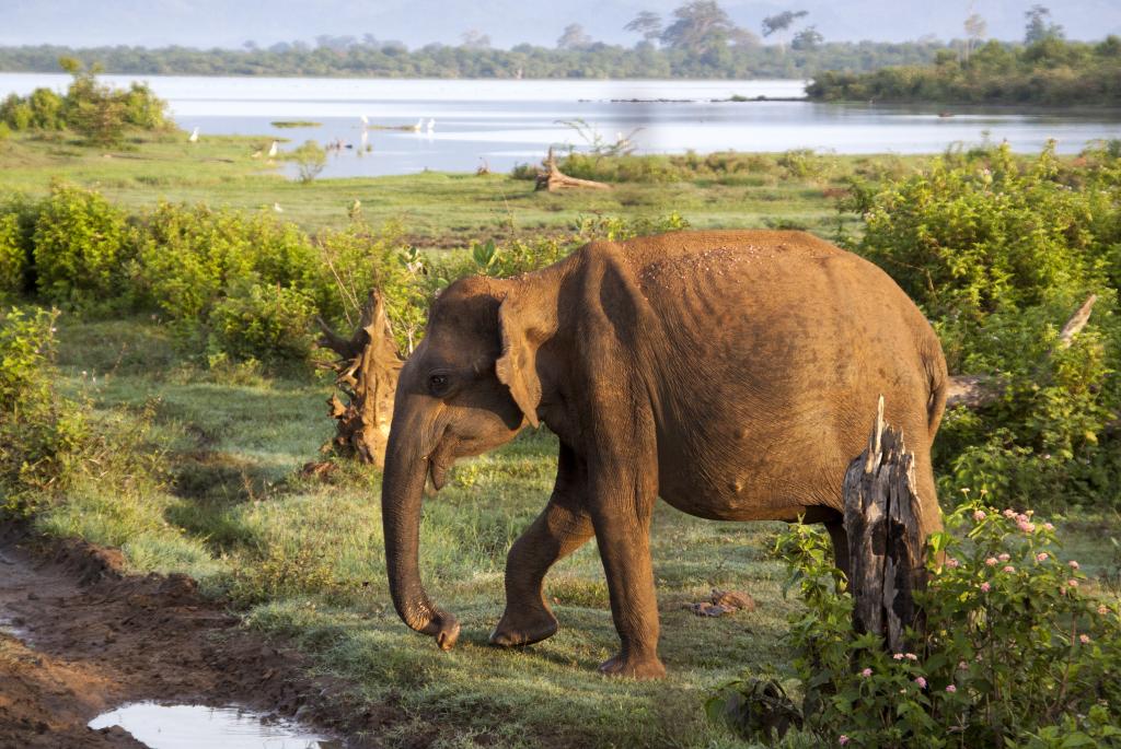 Parc Udawale [Sri Lanka] - 2016