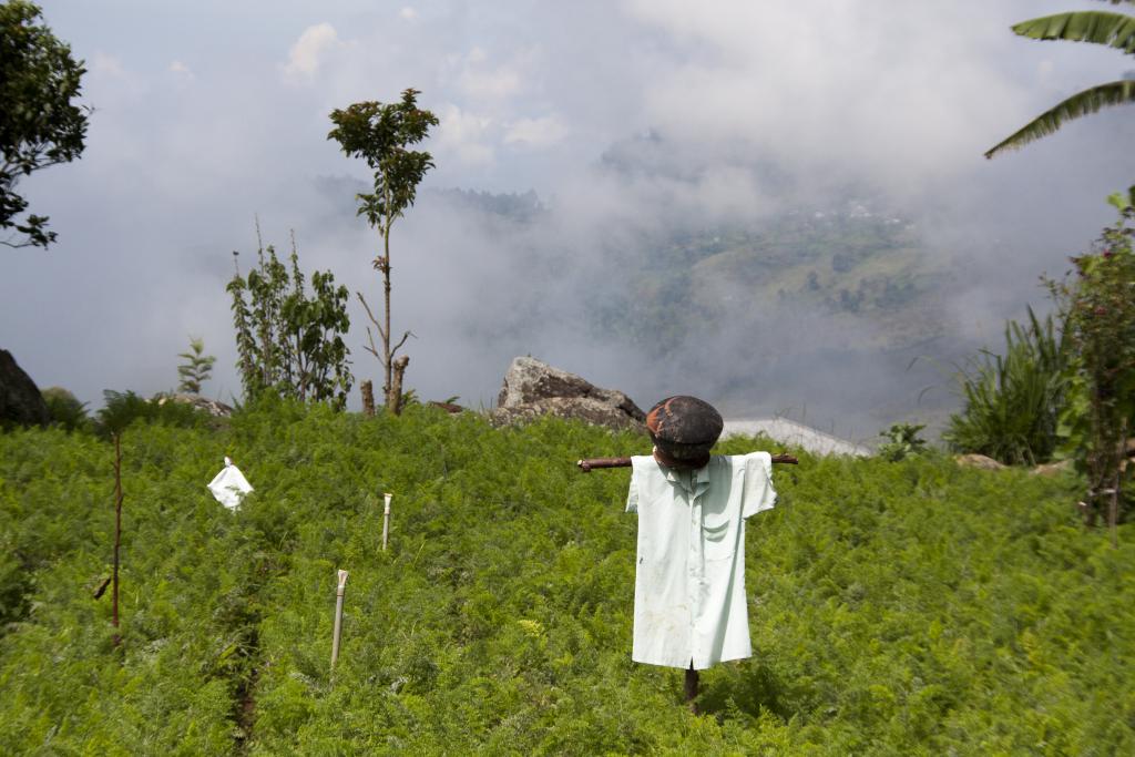 Bel épouvantail, Nuwara Elya [Sri Lanka] - 2016