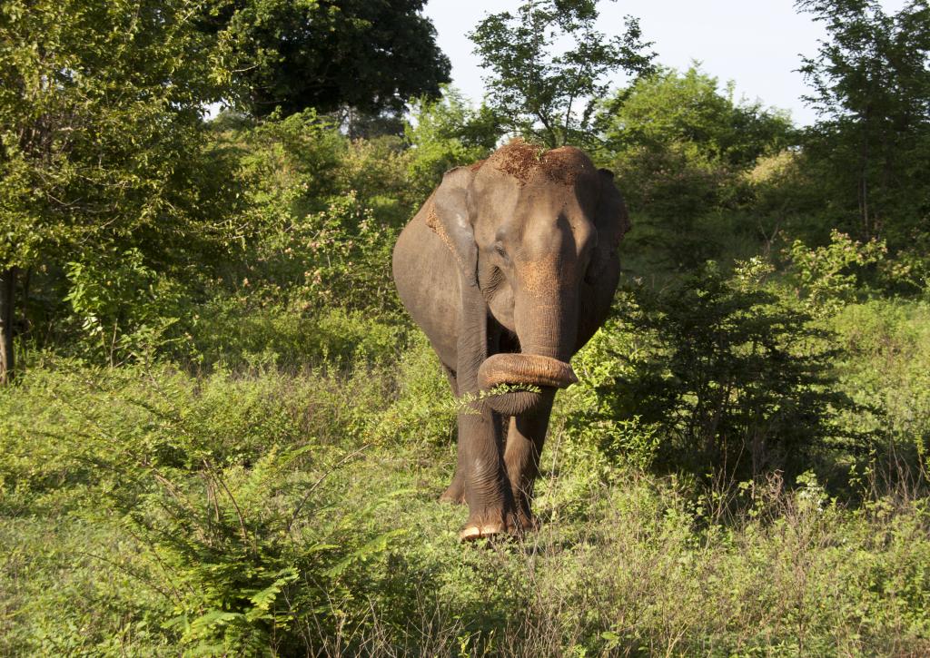 Parc Udawale [Sri Lanka] - 2016