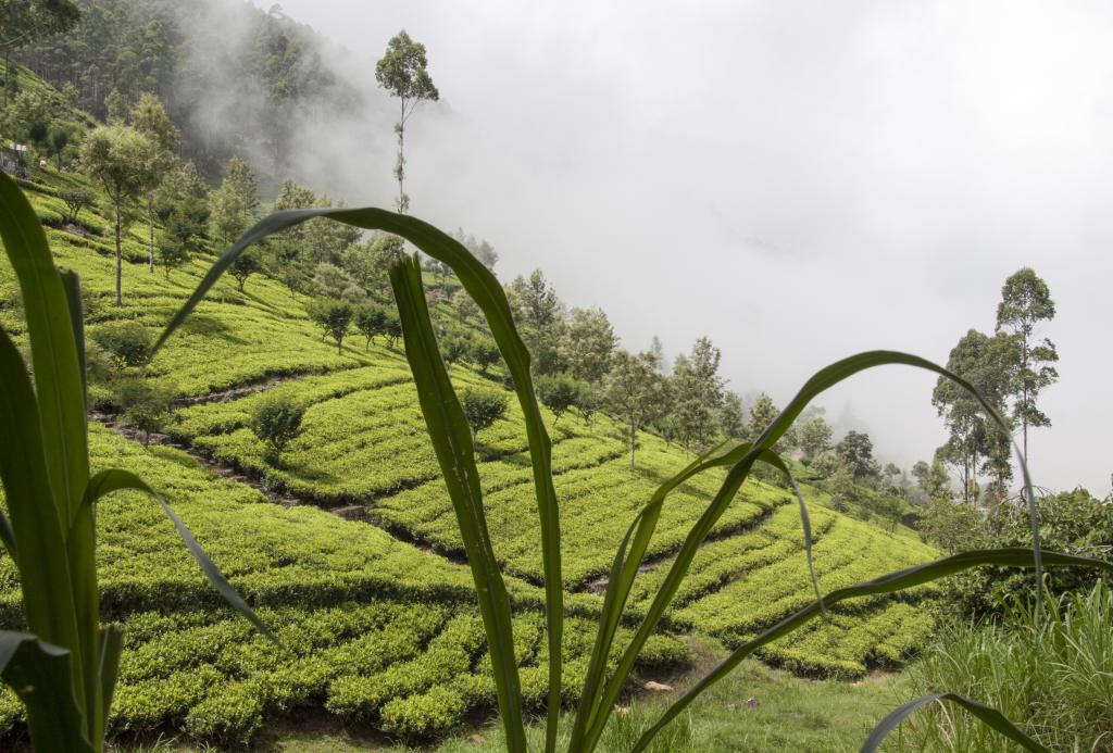 Nuwara Elya [Sri Lanka] - 2016