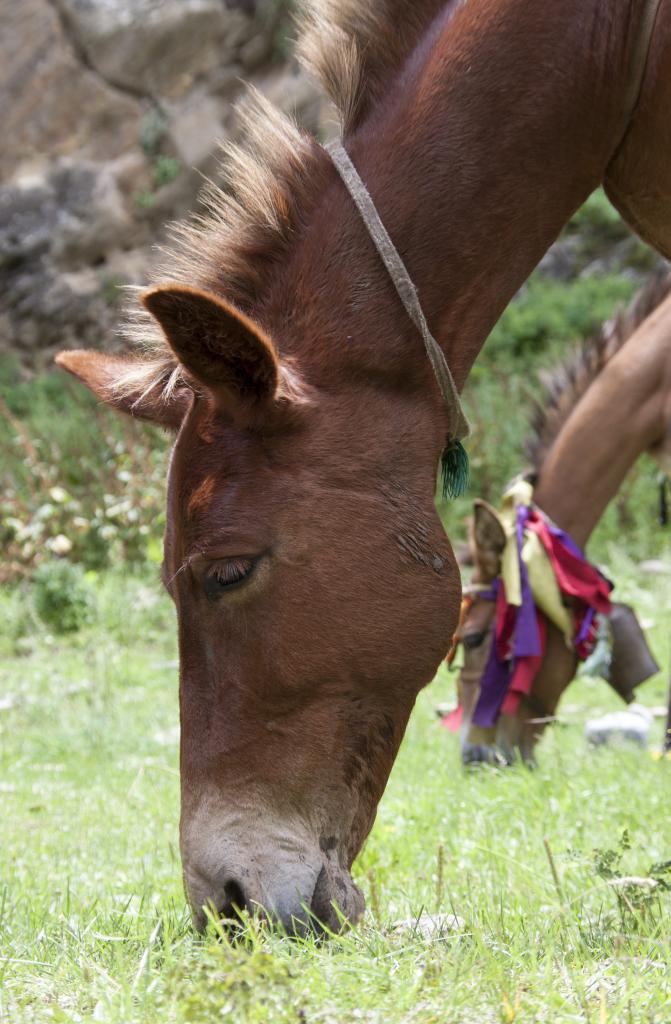 Vers Chhyugar (Dolpo, Népal) - 2012