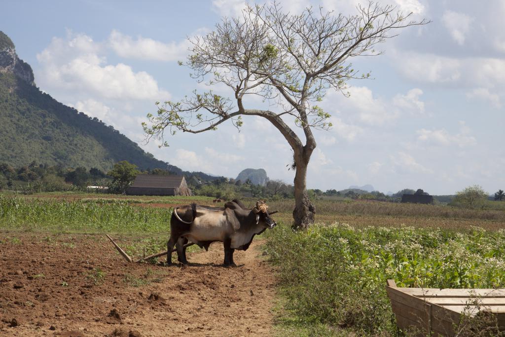 Viňales [Cuba] - 2014