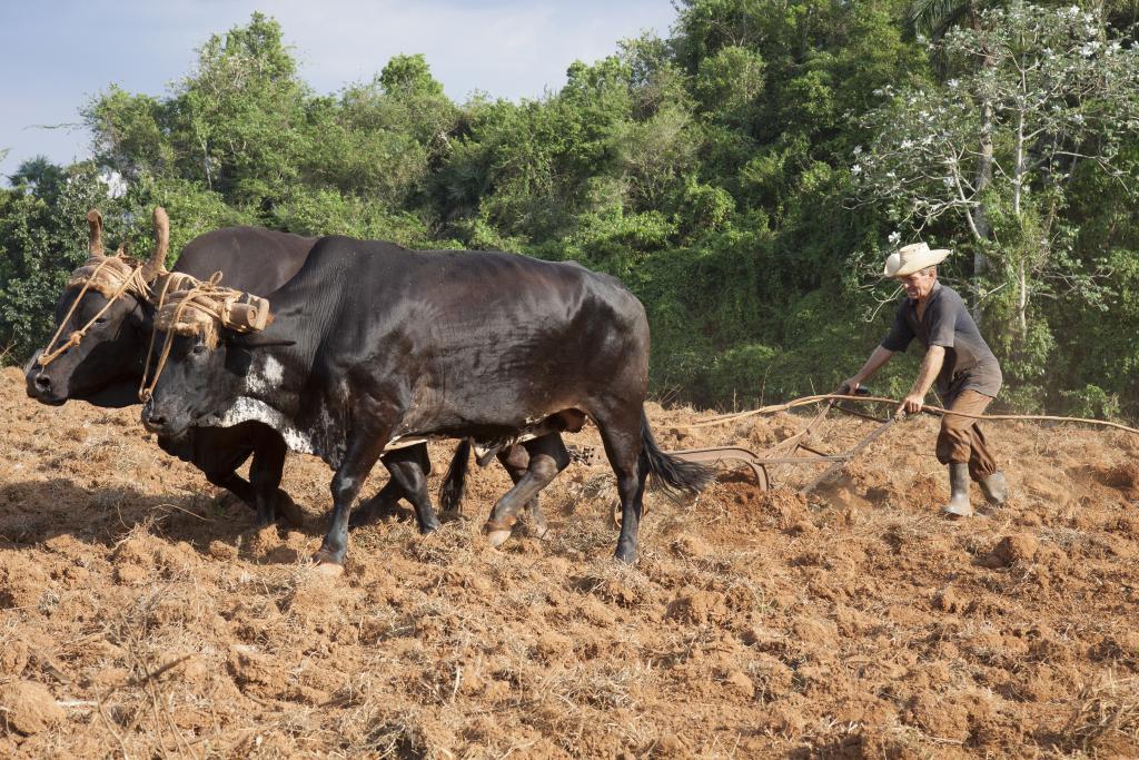 Viňales [Cuba] - 2014