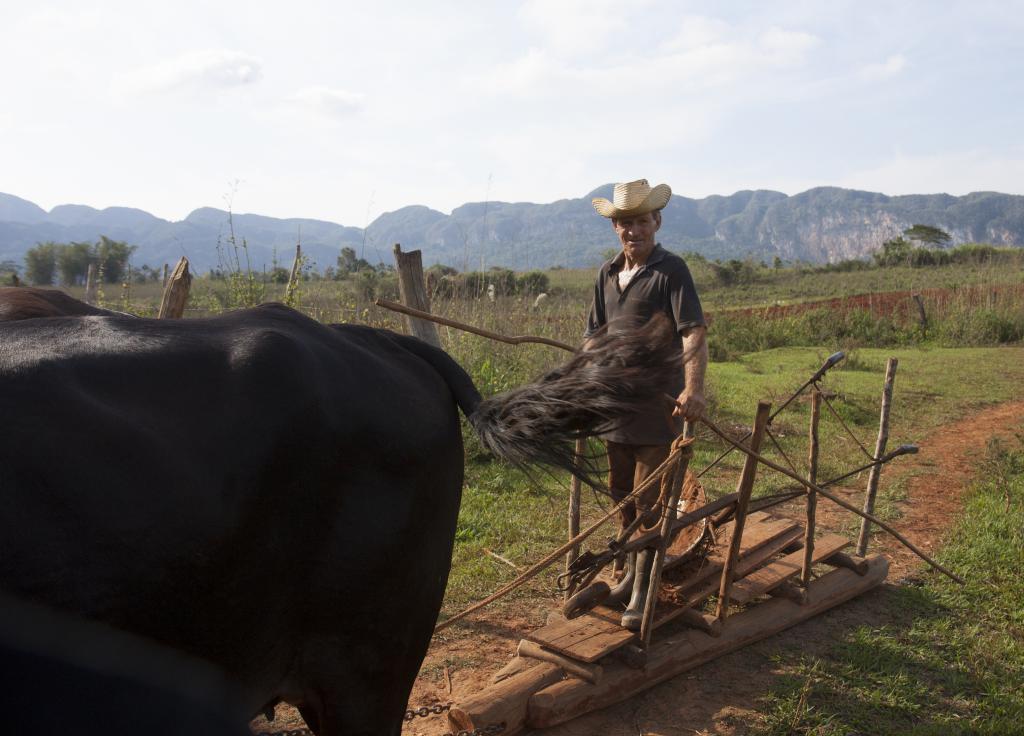 Viňales [Cuba] - 2014