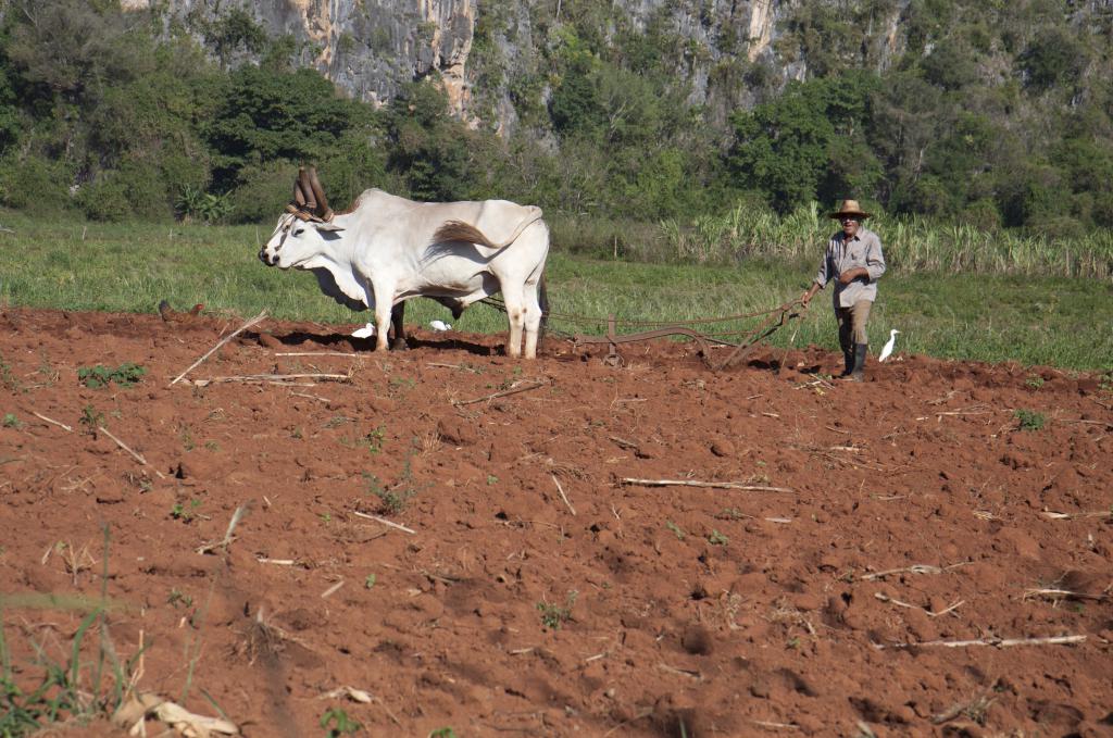 Viňales [Cuba] - 2014