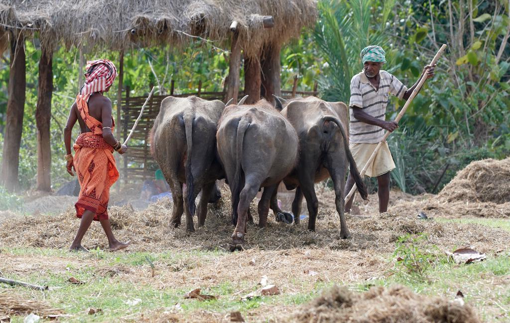 Ethnie Desia Kondh [Orissa, Inde] - 2020