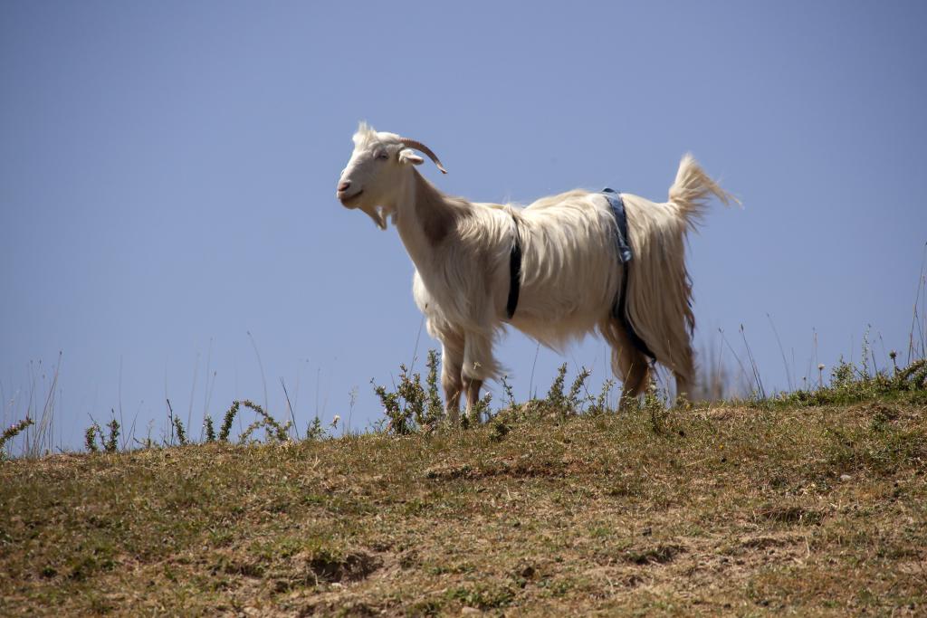 Monts Zagros, vallée de Kuhrang [Iran] - 2018