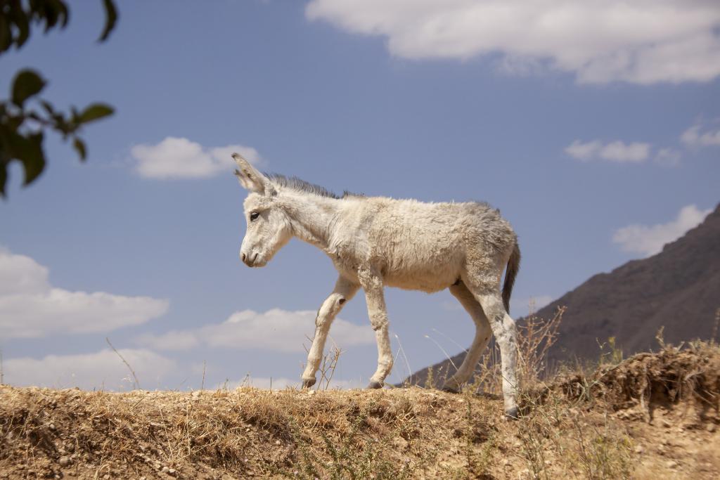 Monts Zagros, vallée de Kuhrang [Iran] - 2018