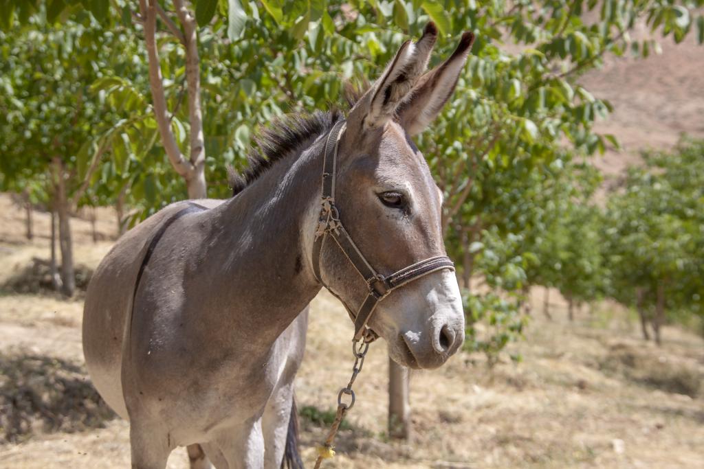 Monts Zagros, vallée de Kuhrang [Iran] - 2018