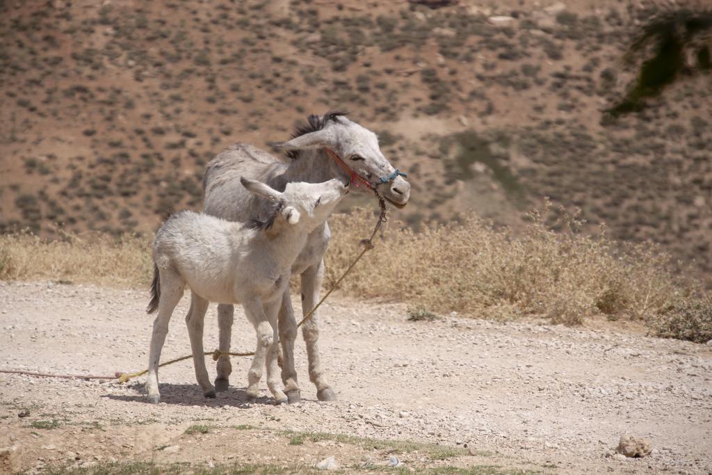 Monts Zagros, vallée de Kuhrang [Iran] - 2018