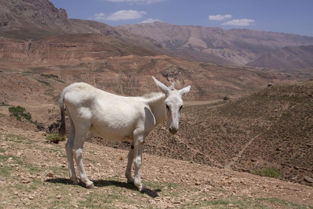 Monts Zagros, vallée de Kuhrang [Iran] - 2018