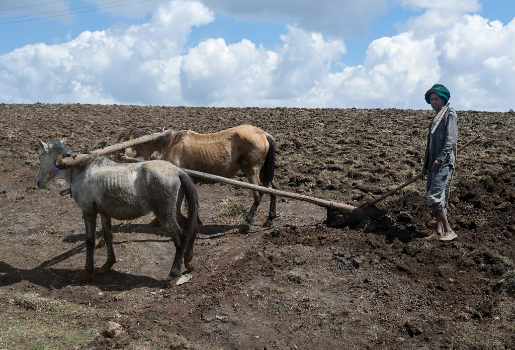 Région de Debarq [Ethiopie] - 2019