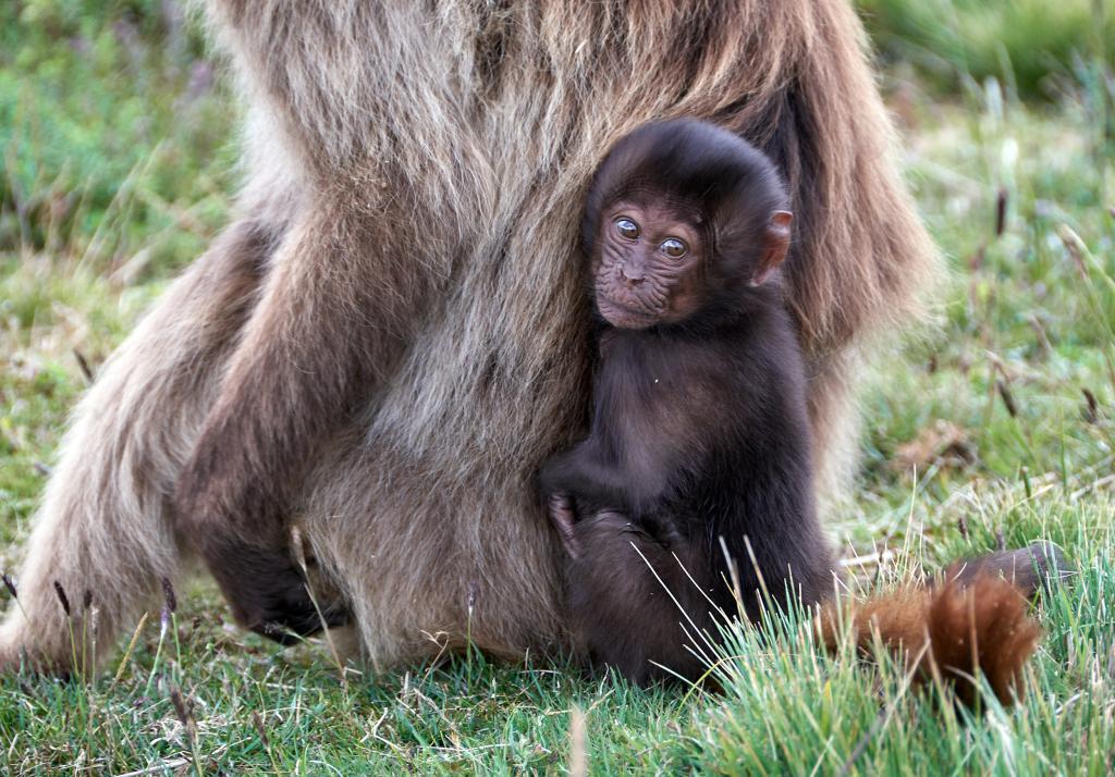 Babouins, parc du Simien [Ethiopie] - 2019