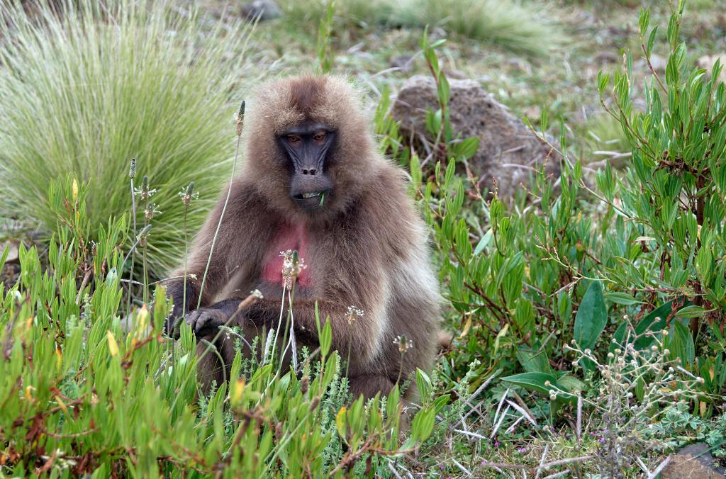 Babouin, parc du Simien [Ethiopie] - 2019