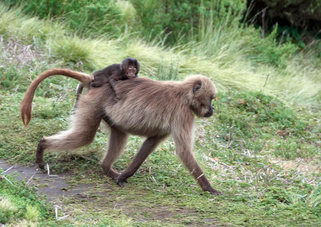 Parc du Simien [Ethiopie] - 2019