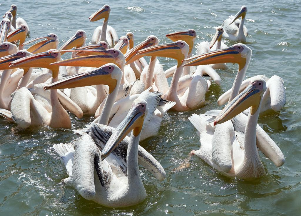 Pélicans, lac Tana [Ethiopie] - 2019