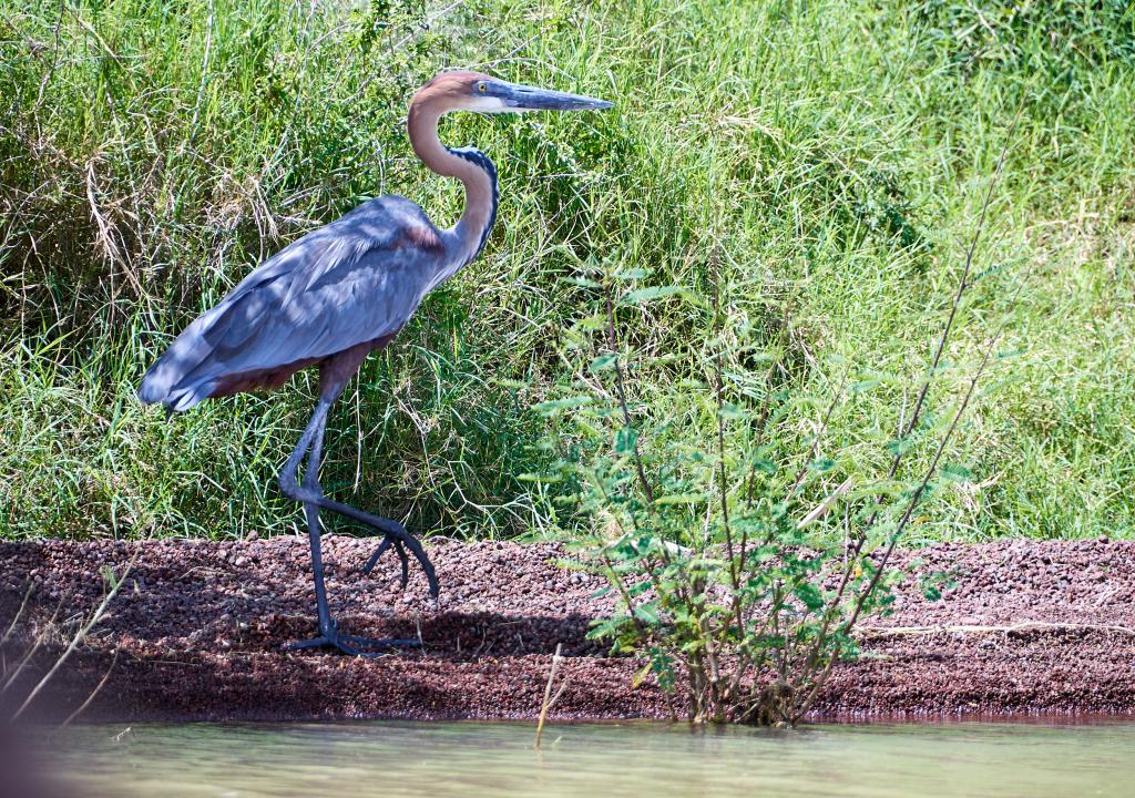 Sur le lac Chamo [Ethiopie] - 2019