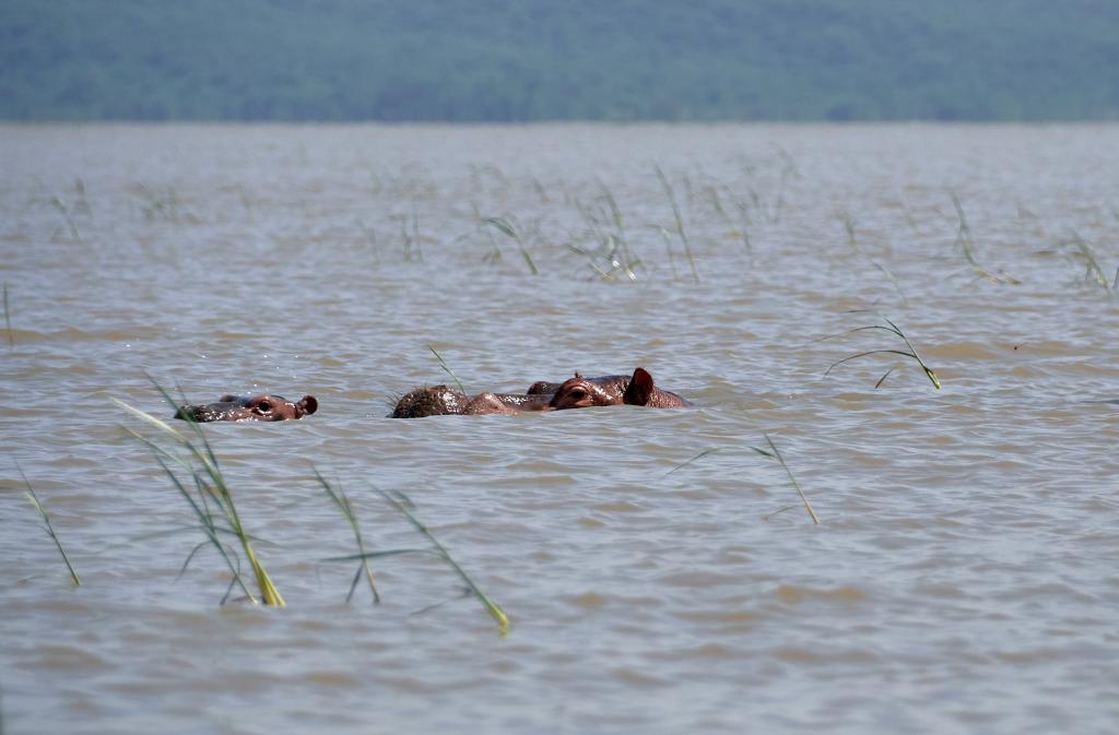 Sur le lac Chamo [Ethiopie] - 2019