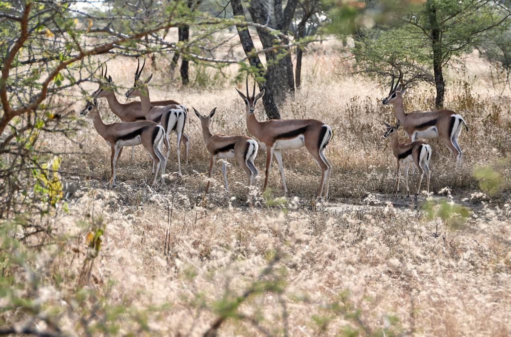 Parc Abyata et Shalla [Ethiopie] - 2019