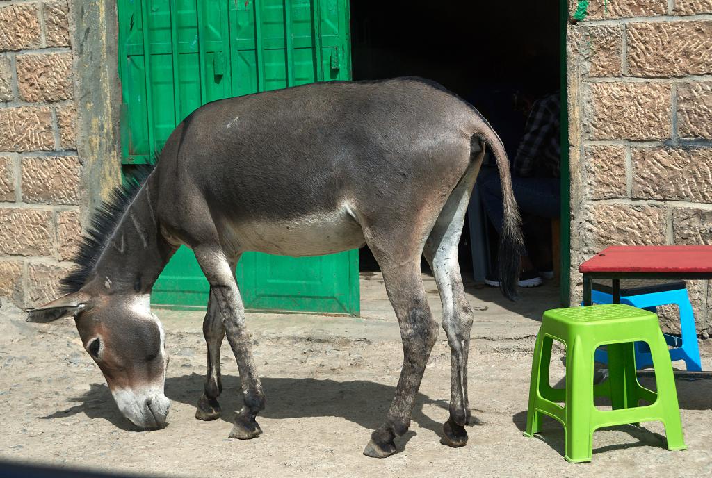 Village à la frontière du Danakil [Ethiopie] - 2019