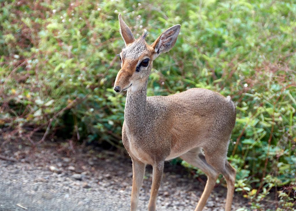 Un dick-dick (antilope naine), vallée de l'Omo [Ethiopie] - 2019