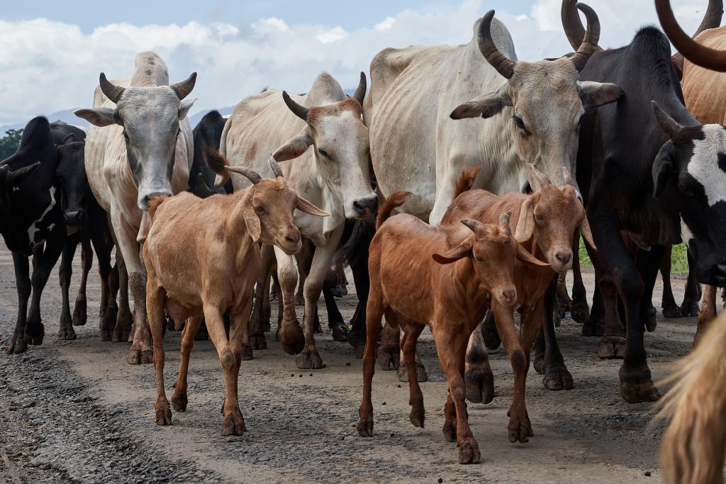 Vallée de l'Omo [Ethiopie] - 2019