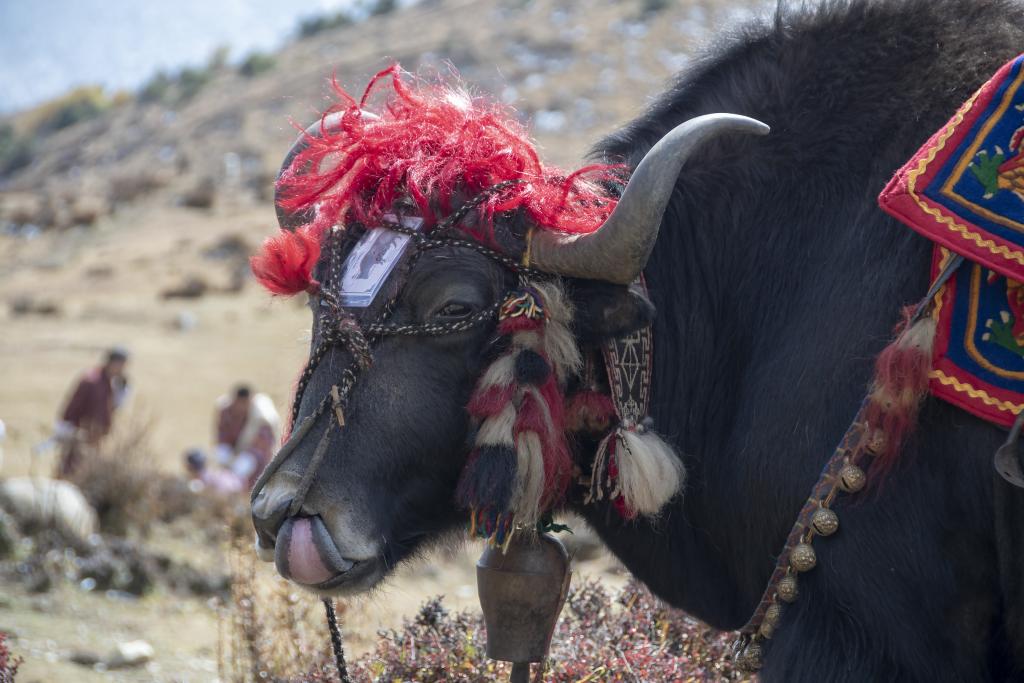 Festival de Laya [Bhoutan] - 2018