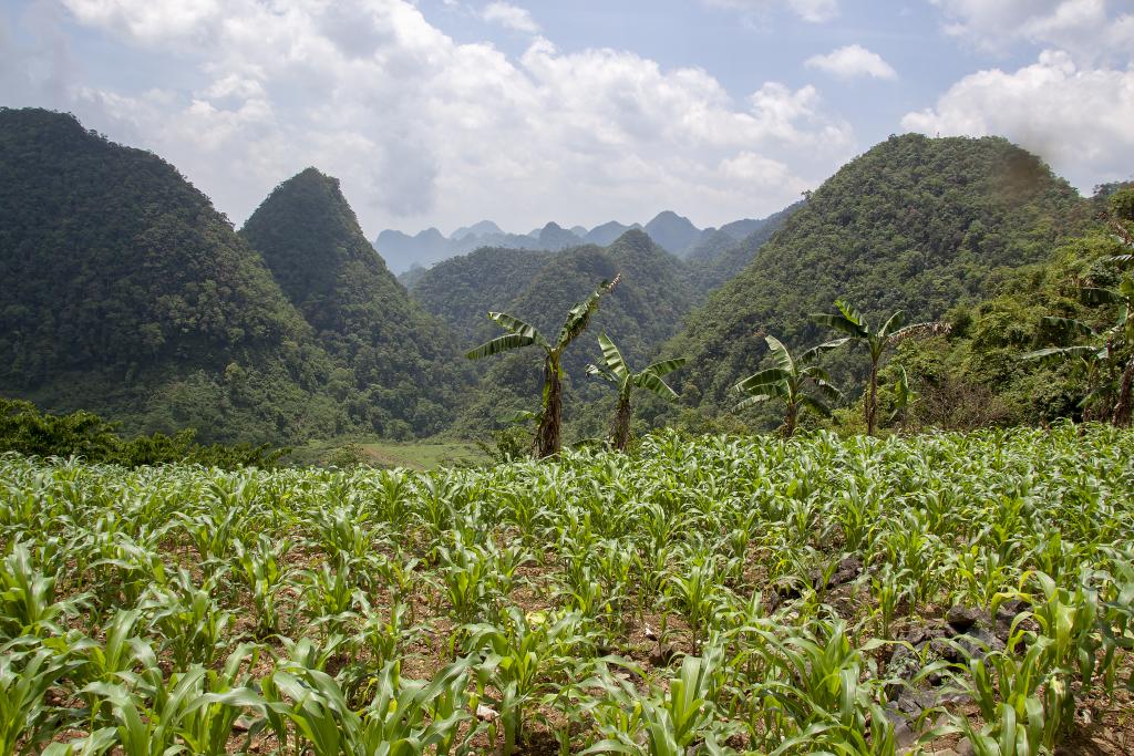 Entre Sac Xai et Nam Ngu [Haut-Tonkin, Vietnam] - 2018